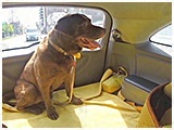 メイ きょうのわんこ 写真2