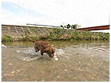 メイ きょうのわんこ 写真4