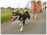 福助 きょうのわんこ 写真2