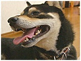福助 きょうのわんこ 写真3