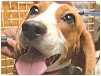 福助 きょうのわんこ 写真1
