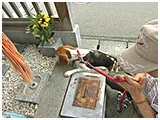 福助 きょうのわんこ 写真5