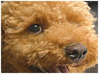 アプリ きょうのわんこ 写真1