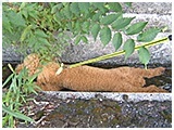 アプリ きょうのわんこ 写真5