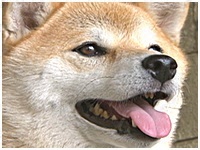 まめ きょうのわんこ 写真1