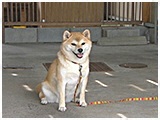 まめ きょうのわんこ 写真2