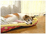 紅子 きょうのわんこ 写真2