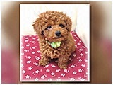 ポン吉 きょうのわんこ 写真2