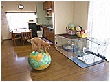 リク きょうのわんこ 写真5