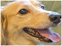 ベビー きょうのわんこ 写真1