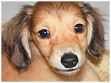 ベビー きょうのわんこ 写真3