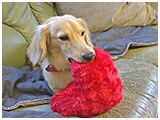 ベビー きょうのわんこ 写真5