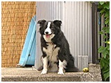 花 きょうのわんこ 写真2