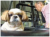 藤 きょうのわんこ 写真5