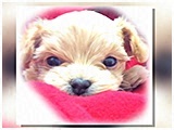 ぷう きょうのわんこ 写真3