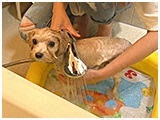 ぷう きょうのわんこ 写真4