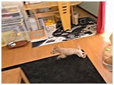 ぷう きょうのわんこ 写真5