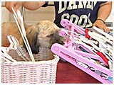 クレア きょうのわんこ 写真3