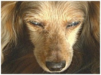 SUN太 きょうのわんこ 写真1