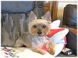 モカ きょうのわんこ 写真2
