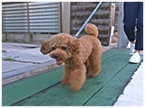 はなまる きょうのわんこ 写真2