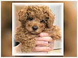 はなまる きょうのわんこ 写真3