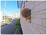 はなまる きょうのわんこ 写真5
