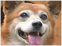 コロ きょうのわんこ 写真1