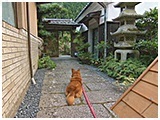 コロ きょうのわんこ 写真2