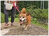 コロ きょうのわんこ 写真3