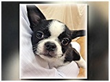 ジャイロ きょうのわんこ 写真2