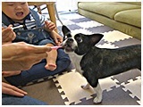 ジャイロ きょうのわんこ 写真5