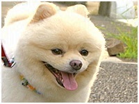 ぷうぷ きょうのわんこ 写真1