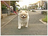 ぷうぷ きょうのわんこ 写真2