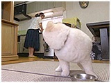 ぷうぷ きょうのわんこ 写真3
