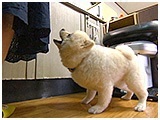 ぷうぷ きょうのわんこ 写真4