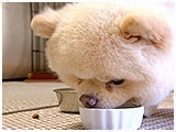 ぷうぷ きょうのわんこ 写真5