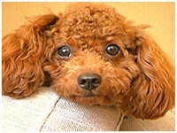 小梅 きょうのわんこ 写真1