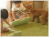 小梅 きょうのわんこ 写真4