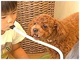 小梅 きょうのわんこ 写真5