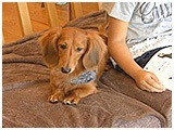 諭吉 きょうのわんこ 写真2