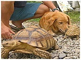 ジョナ・ゴールド きょうのわんこ 写真4