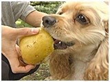 プルート きょうのわんこ 写真5