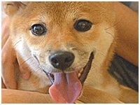 麦 きょうのわんこ 写真1