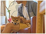 麦 きょうのわんこ 写真2