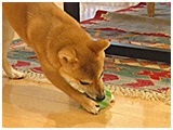 麦 きょうのわんこ 写真3