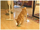 麦 きょうのわんこ 写真4