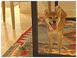 麦 きょうのわんこ 写真5