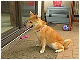 ジーニー きょうのわんこ 写真2