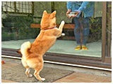 ジーニー きょうのわんこ 写真3